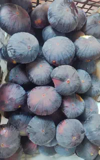فروش انجیر درشت و شیرین
