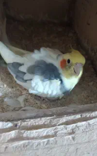 طوطی عروس سرتخم