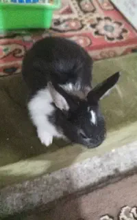 خرگوش