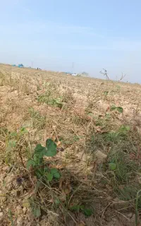 کارگر کاه گیر