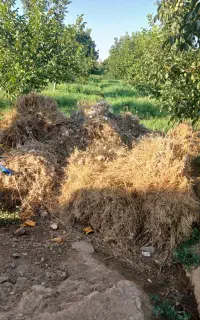 علف خشک