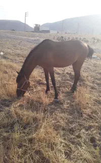 مادیان کورد