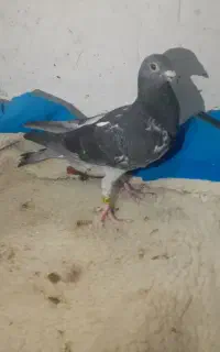 دو عدد کبوتر اردن خالص