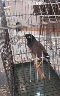 مرغ مینا نر سخنگو