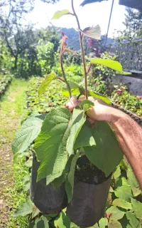 نهال کیوی خیاری آماده پیوند ۹۰