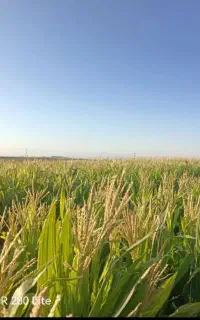 ذرت علوفه