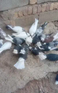 ۱۵ تا کفتر