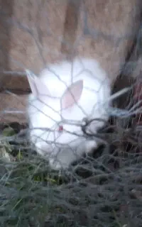 یک جفت خرگوش لوپ نر و ماده