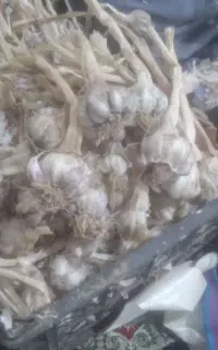 سیربذری