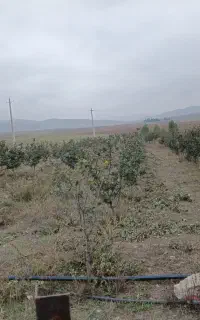 هرس کارحرفه ای
