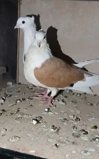 دوکت تمیز سرحال