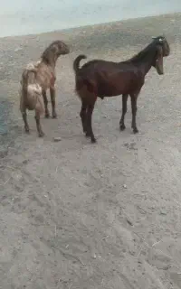 کهره