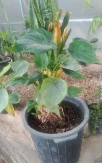 گلخانه،  پاچیرا ،،شیدان