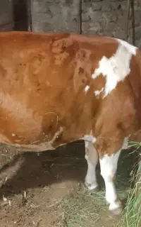 گاوه گوشتی