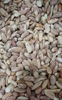 بادام اسیابی