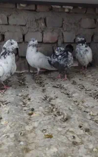 کفتر پرشی