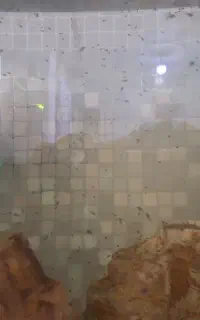 ماهی تزیینی