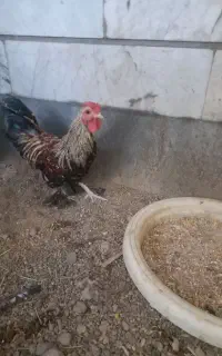 سه عدد خروس