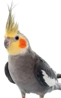 عروس هلندی گمشده