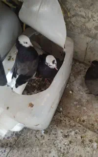 کبوتر شازده و سبز