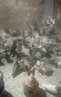 فروش.پلاکی  بهبهانی چپ شهری.یالی