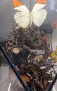 ضامن  .  حل مشکل مالی.