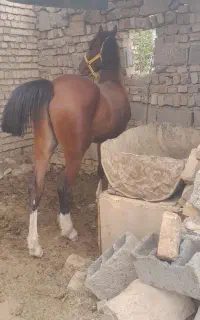 خرید فروش اسب باری با بهترین قیمت