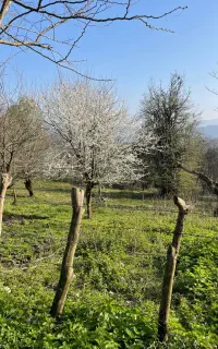 استخدام نیروی کارگر‌ دامداری/مرتع در محیط جنگل