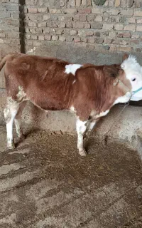 گوساله نر سیمینتال اصیل۷ماهه