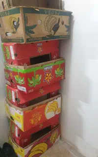 کارتن