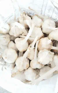 سیر