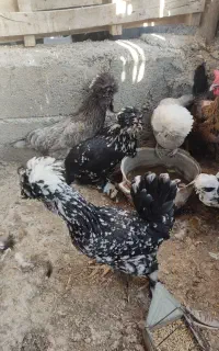 مرغ بومی تخم گذار