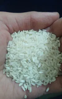 فروش برنج