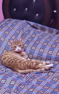 گربه مهربون و اجتماعی