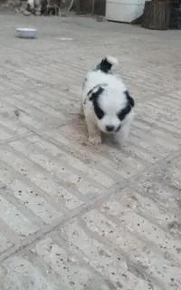 پاپی کوچیک
