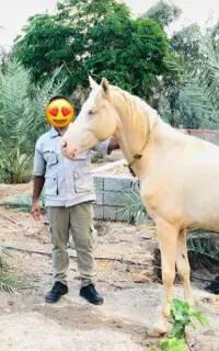 اسب ترکمن بسیار زیبا