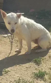 توله پاکوتاه