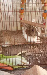 خرگوش بازی گوش
