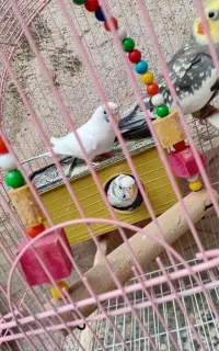 جفت مرغ عشق نژاد دار