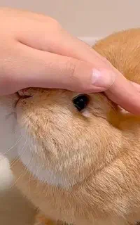 معاوضه خرگوش بالغ و مهربان با توله خرگوش