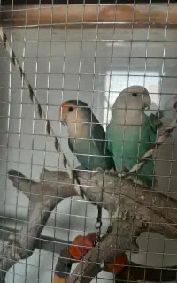 طوطی برزیلی مولد نیمه دستی