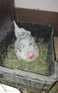 مرغ کرچ گلین