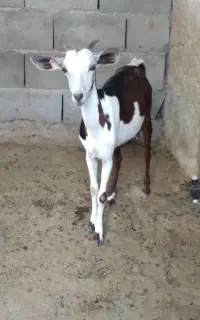 کهره