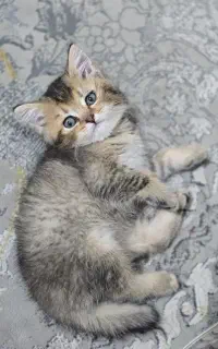 گربه بریتیش اسکاتیش