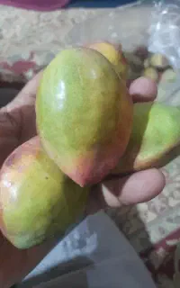 گاروم زنگی