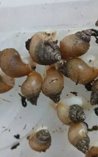 حلزون،جوجه حلزون آچاتینا آلبینو