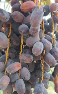 خرما درجه یک