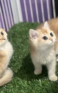 بریتیش گلد طلایی