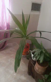 گل طبیعی