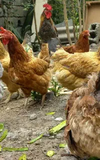 تعدادی مرغ تخم گذار و۳ خروس به فروش میرسد